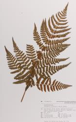 Dryopteris erythrosora. Herbarium specimen of cultivated plant from Manurewa, AK 228913, showing 2-pinnate frond with sori arranged in one row either side of costae.
 Image: Auckland Museum © Auckland Museum All rights reserved